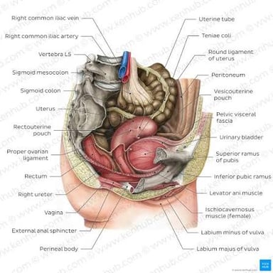 An anatomical illustration showing the human abdomen