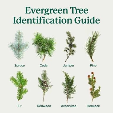 An evergreen tree with green foliage.