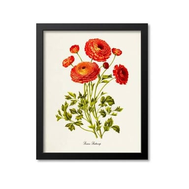 Buttercup flowers, members of the genus Ranunculus.