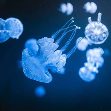 A jellyfish glowing with blue light in dark water.