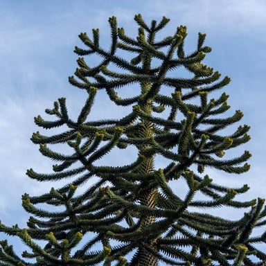 A mature monkey puzzle tree, a species in the Araucaria genus