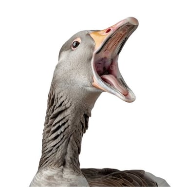 A goose calling with its beak open.