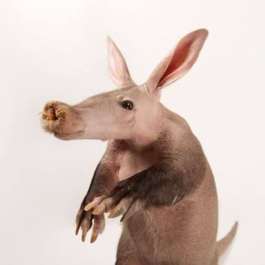 An aardvark standing outdoors.