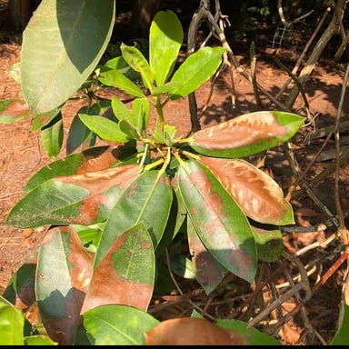 A dry, shriveled leaf exposed to intense sunlight