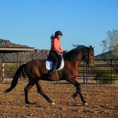 A horse moving at a relaxed, easy canter