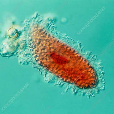 A paramecium viewed under a microscope.