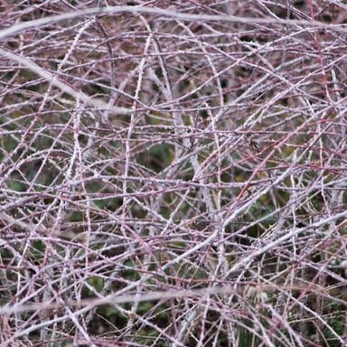 A shrub with dense branches covered in sharp thorns.