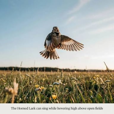 A skylark singing above a meadow.
