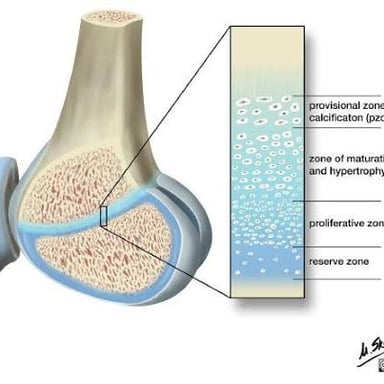 An educational illustration showing bone tissue becoming more rigid through ossification.