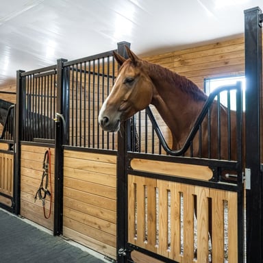 Horse standing in a stall inside a stable
