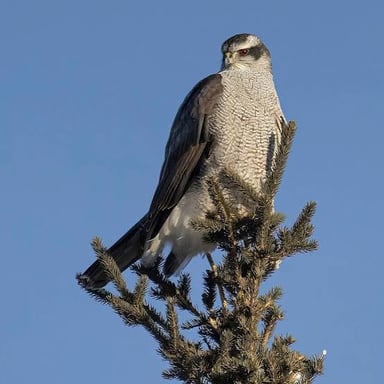 A goshawk perched on a branch.