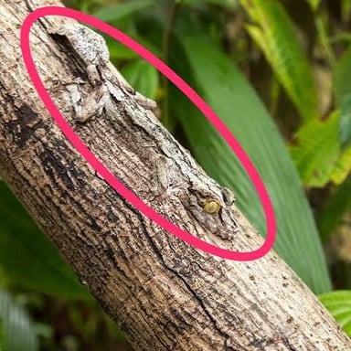 A camouflaged animal partly concealed among foliage.