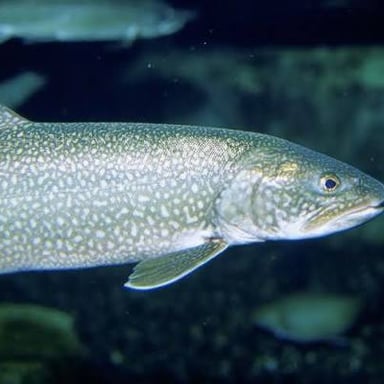 A lake trout, also known as a togue, swimming underwater