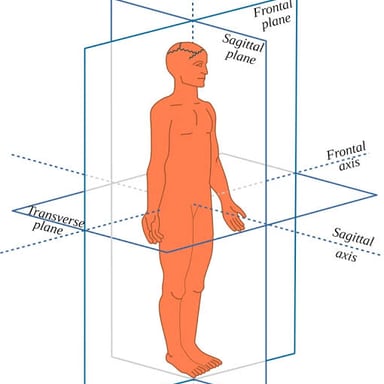 An anatomy illustration showing the plane that divides the body into left and right sides.
