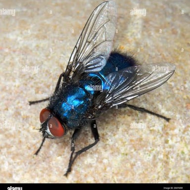A bluebottle blowfly with a metallic blue body.