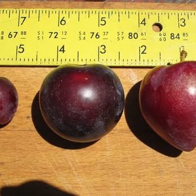 Several fruits shown in comparison, including the roundest and fullest one.
