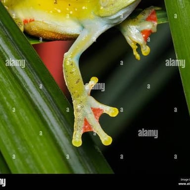 A close-up view of the webbing connecting a frog’s toes.
