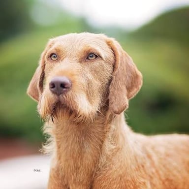 A short-haired Vizsla with a rust-colored coat.