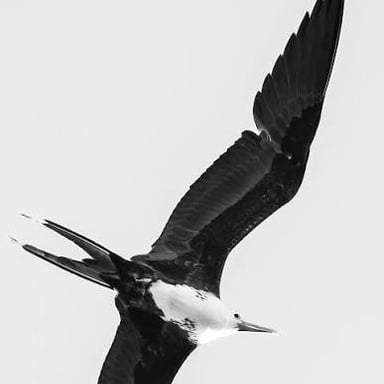 A naval frigate alongside a frigatebird in flight