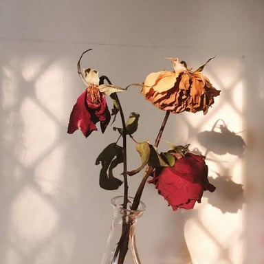 A flower with a drooping stem and petals.