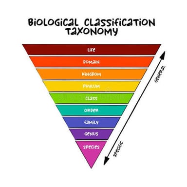 An educational illustration showing groups arranged in a biological taxonomy