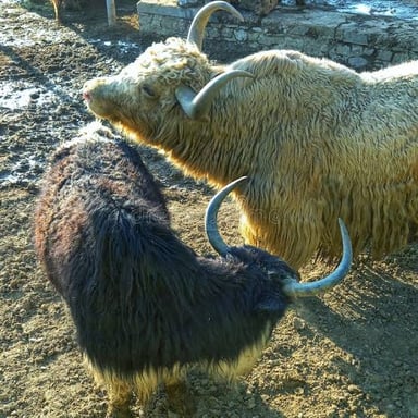 A yak with its horns visible.