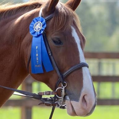 A show horse wearing ribbons awarded at a competition.