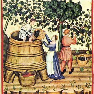 Grapes compressed in a wine press.