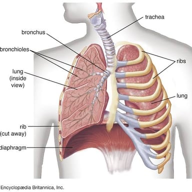 An anatomical illustration showing the human rib cage around the heart and lungs