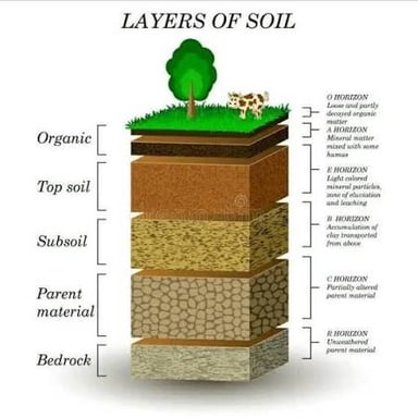A soil profile showing the subsoil layer beneath the darker topsoil.