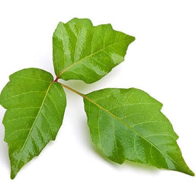 Three-leaf poison ivy growing outdoors.