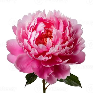 A blooming peony with broad, layered petals.