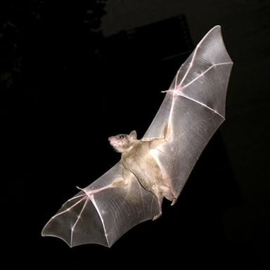 A bat in flight, illustrating how bats use echoes to locate prey.