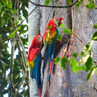 A colorful macaw perched on a branch, with a long tail and a large curved bill.