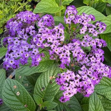 A heliotrope plant with clusters of small flowers.