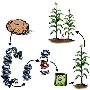 An illustration linking genetic engineering and DNA with a crop plant.