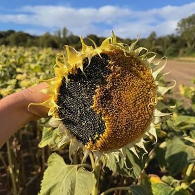 A sunflower head with seeds arranged across its center.