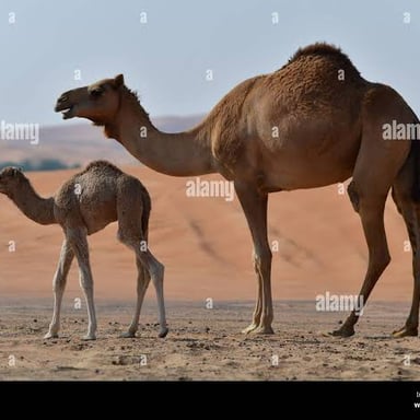 A young camel, or calf, stands beside an adult camel.
