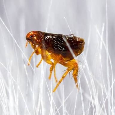 A small flea on an animal’s fur.