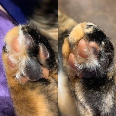 Close-up of a cat’s paws, showing the animal’s furry feet and pads.