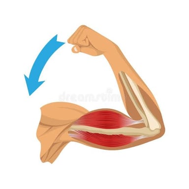 An illustration showing a relaxed muscle and its baseline tension.