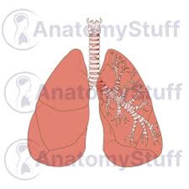 Educational illustration of the human lungs