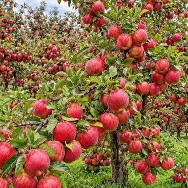 Ripe apples growing among the leaves of an orchard tree.