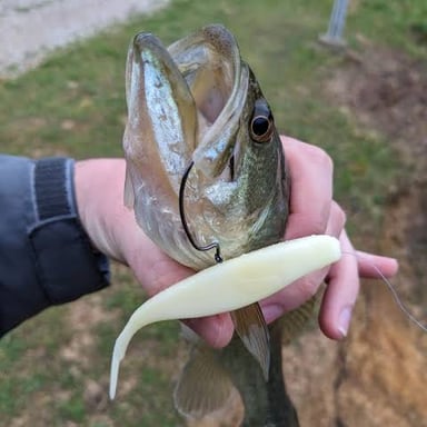 A worm attached to a fishing hook as bait.