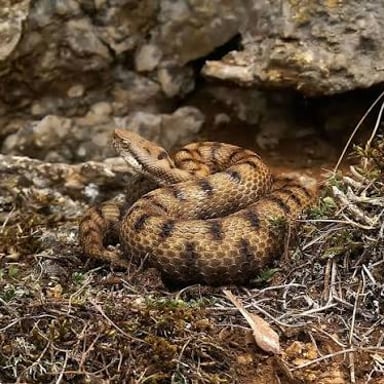 A European asp, Vipera aspis, a venomous viper native to parts of southwestern Europe.