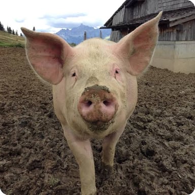 A pig with its mouth open, appearing to grunt.