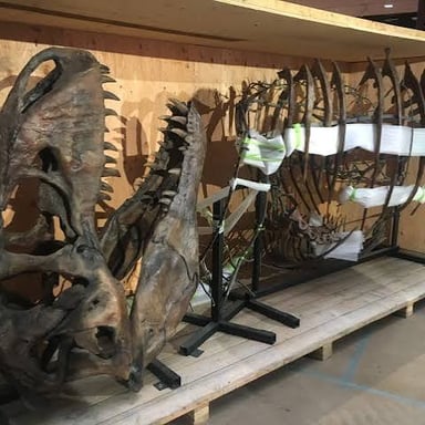 A mounted Tyrannosaurus rex skeleton displayed in a museum.