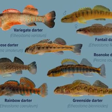 A small freshwater darter fish resting near the bottom.