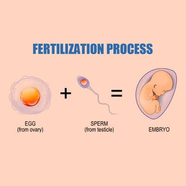 A simple illustration of an egg cell and sperm cell joining to form a zygote.