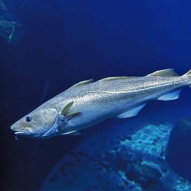 A cod, a marine fish found in cool northern waters.